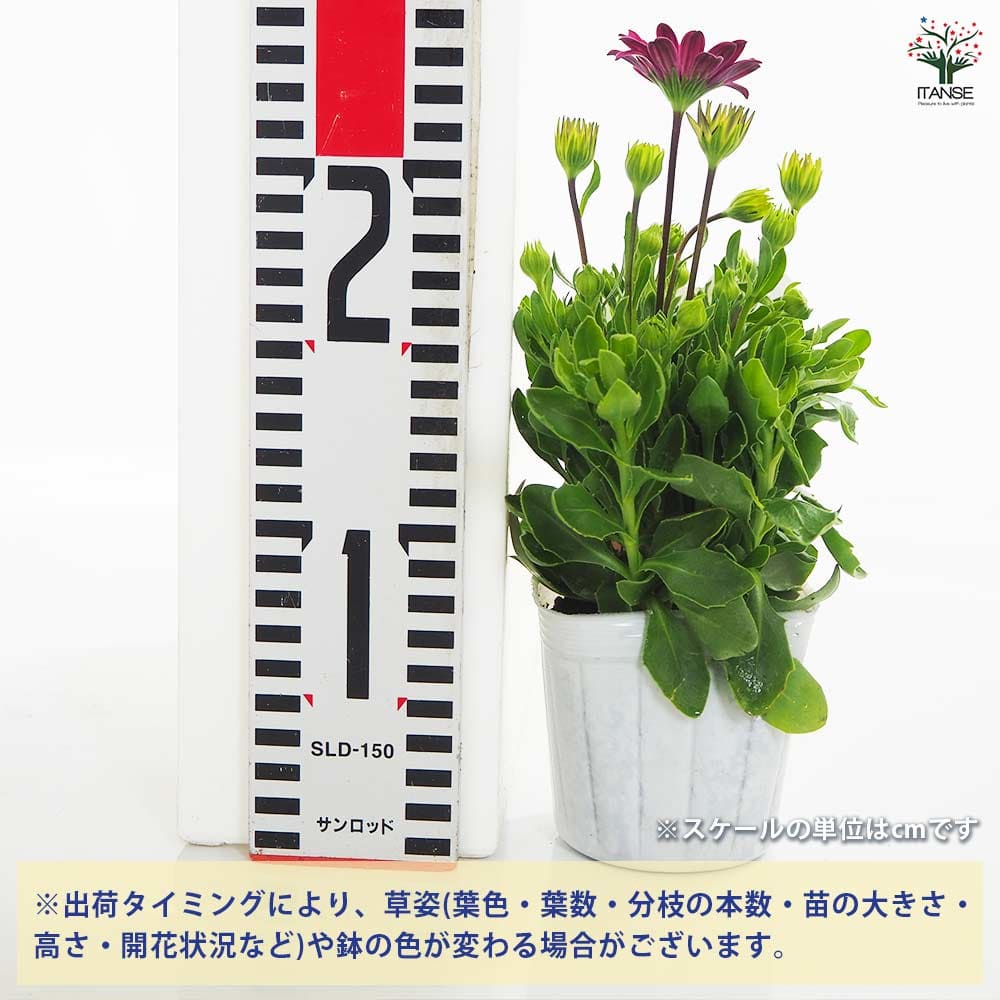 追加商品画像