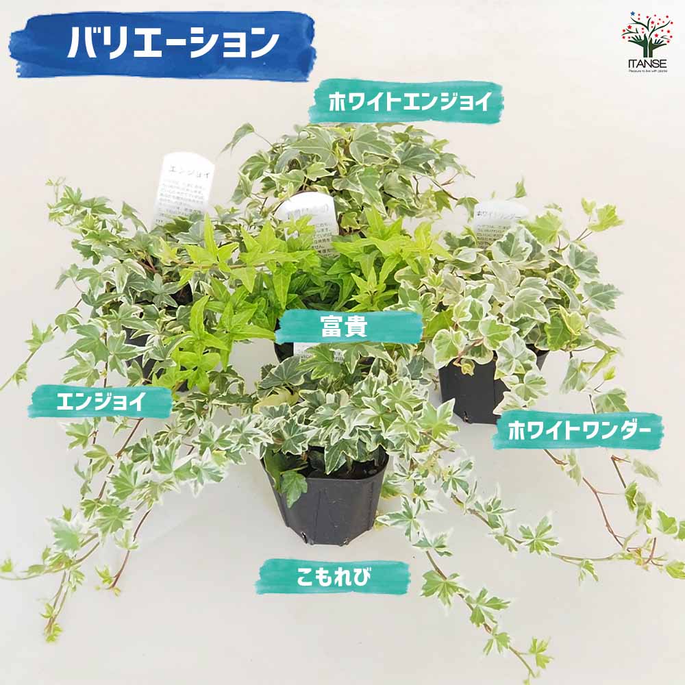 ヘデラ 斑入り系【観葉植物 3.5号】｜ 【植物のITANSE】全品送料