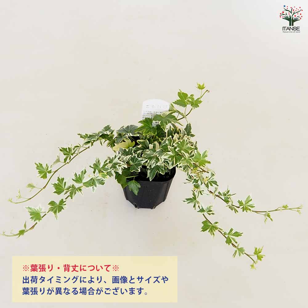 ヘデラ 斑入り系【観葉植物 3.5号】｜ 【植物のITANSE】全品送料