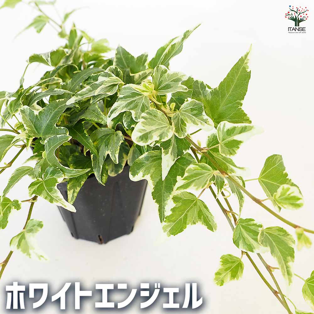 ヘデラ　コリブリ　斑入り　カット苗　観葉植物 ヘデラ 斑入り系【観葉植物 3.5号】｜ 【植物のITANSE】全品送料