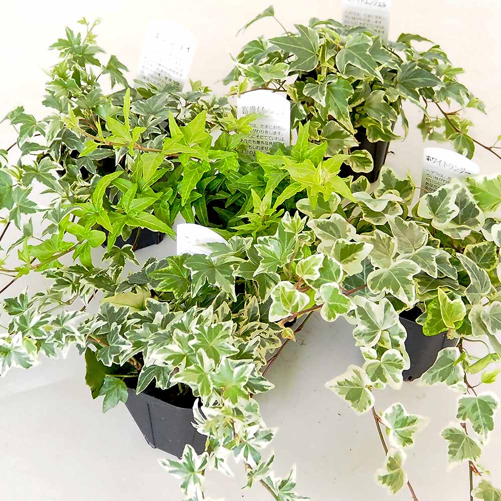 ヘデラ 斑入り系【観葉植物 3.5号】