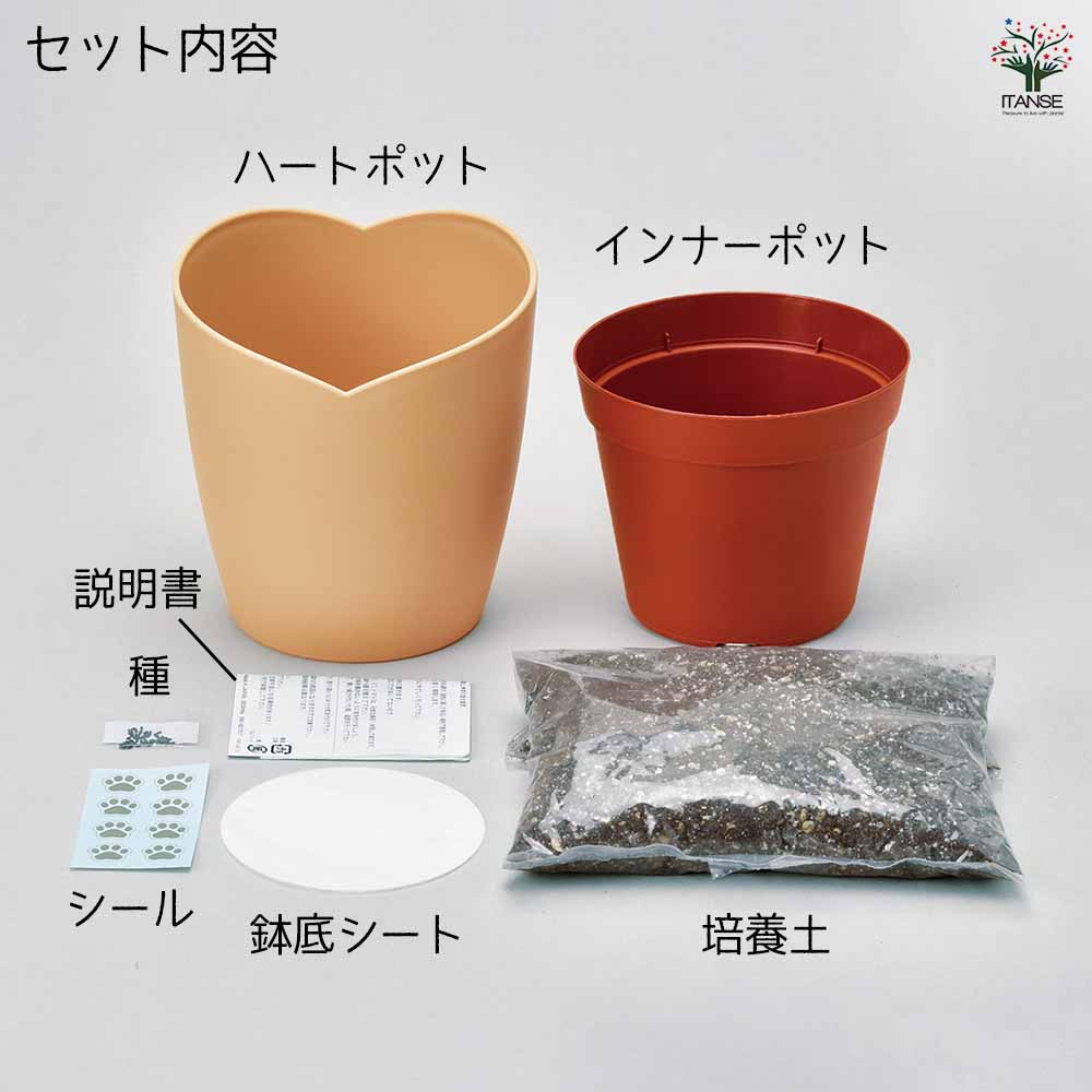 栽培セット 西洋マタタビ キャットニップ｜ 【植物のITANSE