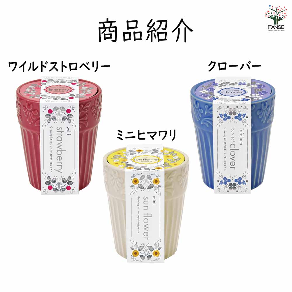 栽培セット グレイスガーデン｜ 【植物のITANSE】全品送料