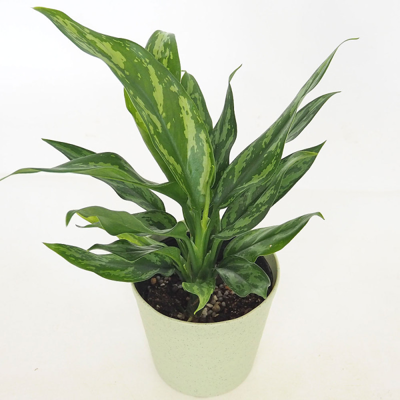 サラセニア３種類セット　種子各５粒　計15粒　明細は商品説明にて