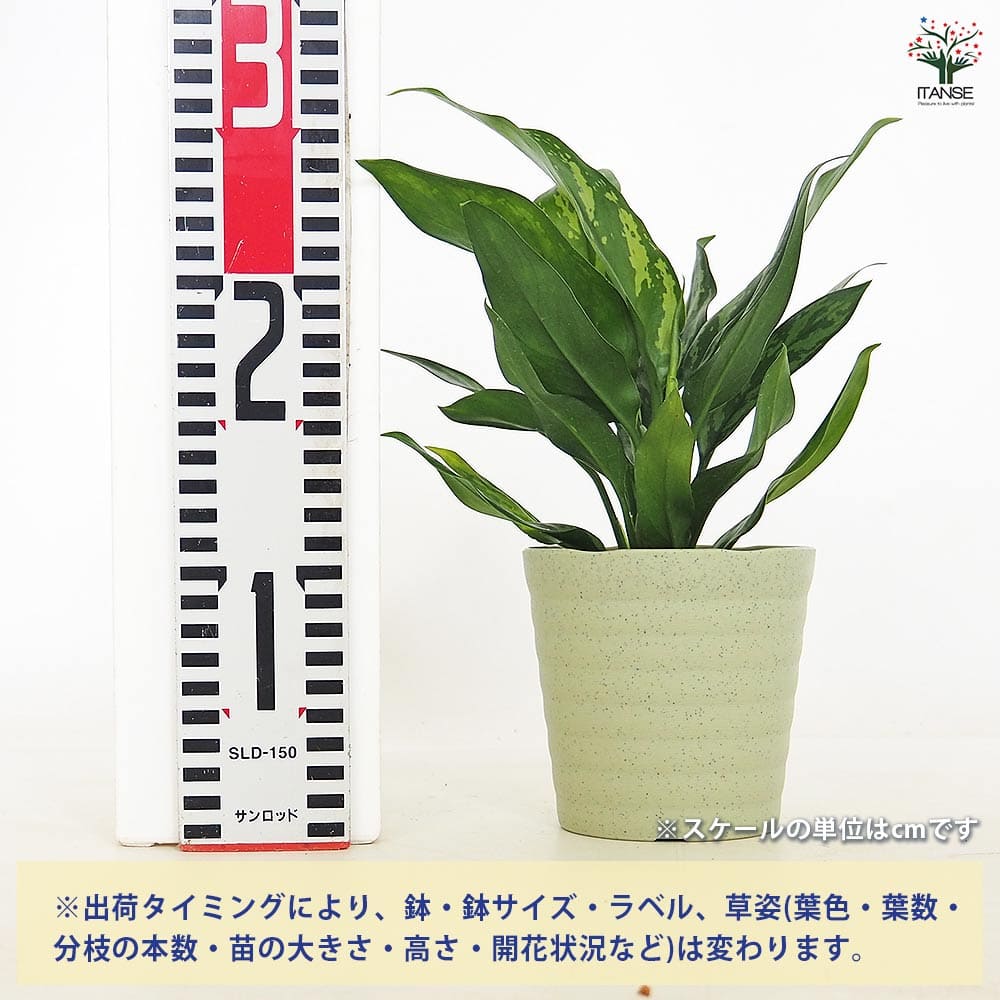 アグラオネマ マリア 【観葉植物 4号／1個売り】｜ 【植物の