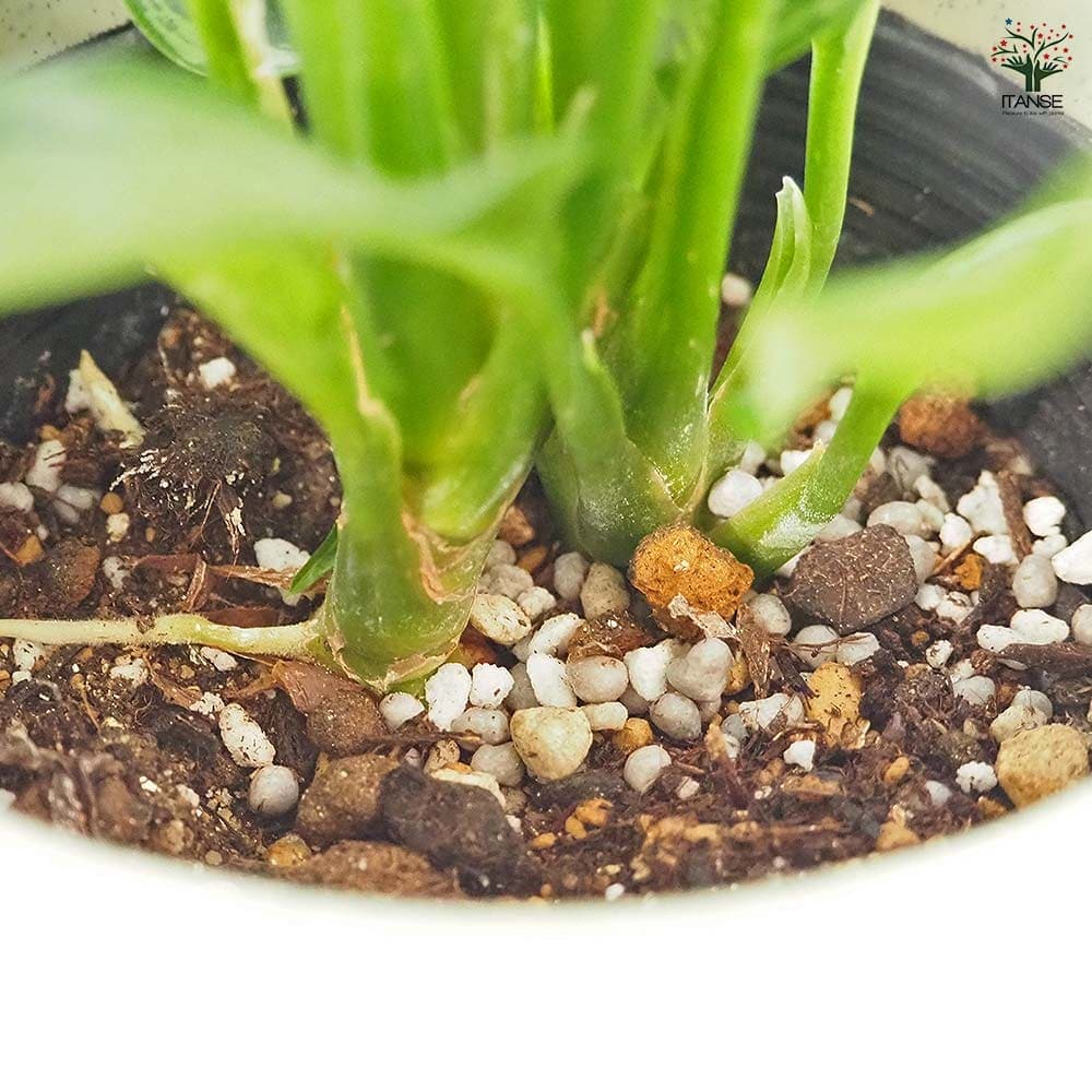 アグラオネマ マリア 【観葉植物 4号／1個売り】｜ 【植物の