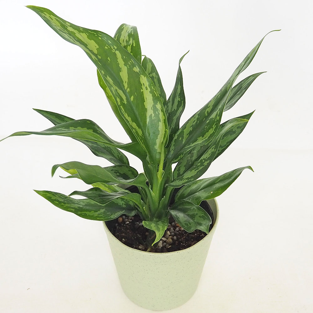 アグラオネマ マリア 【観葉植物 4号／1個売り】