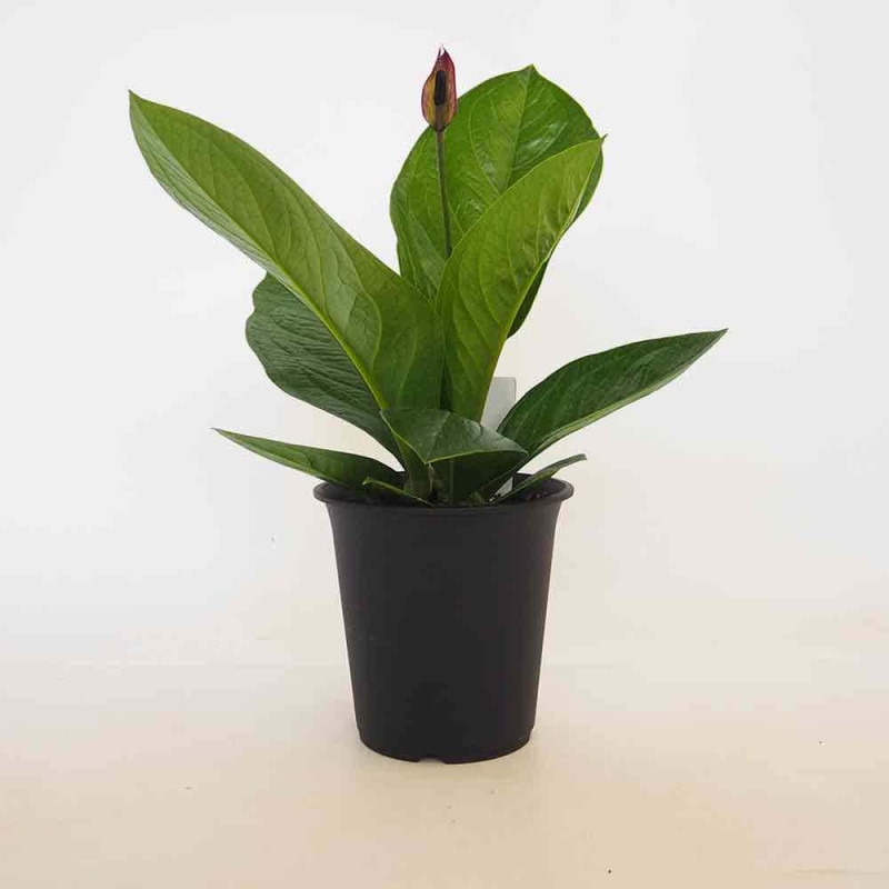 アンスリウム｜【植物のITANSE】全品送料無料・即出荷!
