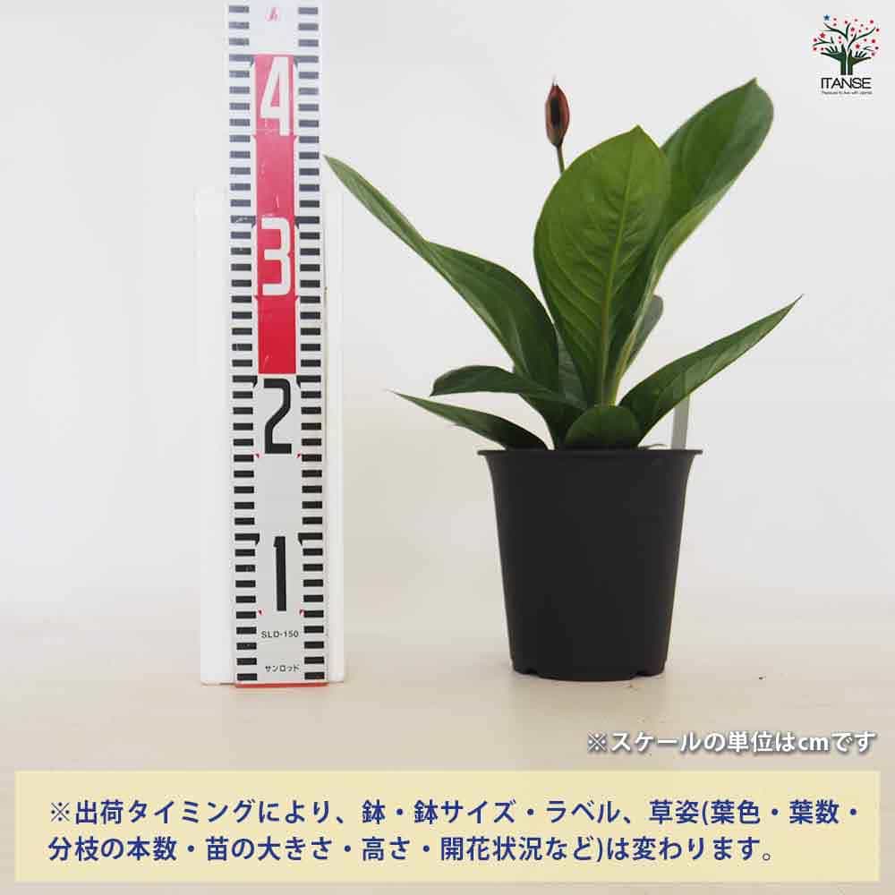 ゴジラアンスリウムチルマバジェンセ アンスリウム（原種）：マグニフィカム シルバー×（ミシェル