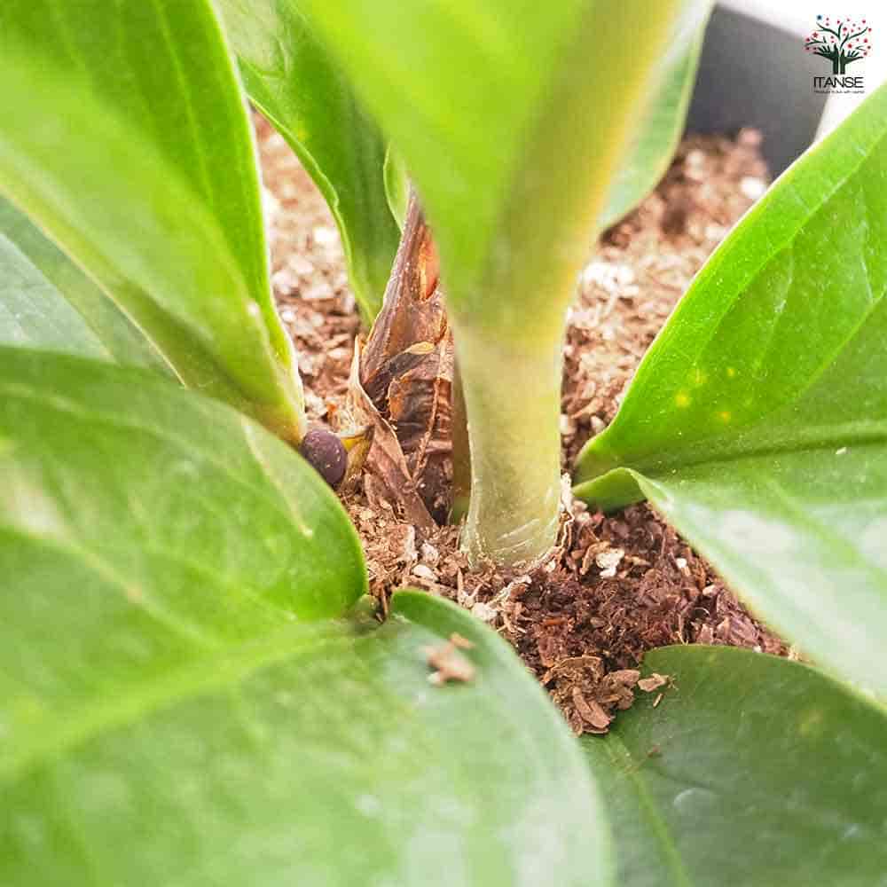 アンスリウム ジェンマニー 【観葉植物 5号／1個売り】｜ 【植物の