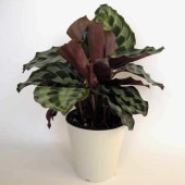カラテア ヘレンケネディ 【観葉植物 5号／1個売り】|観葉植物