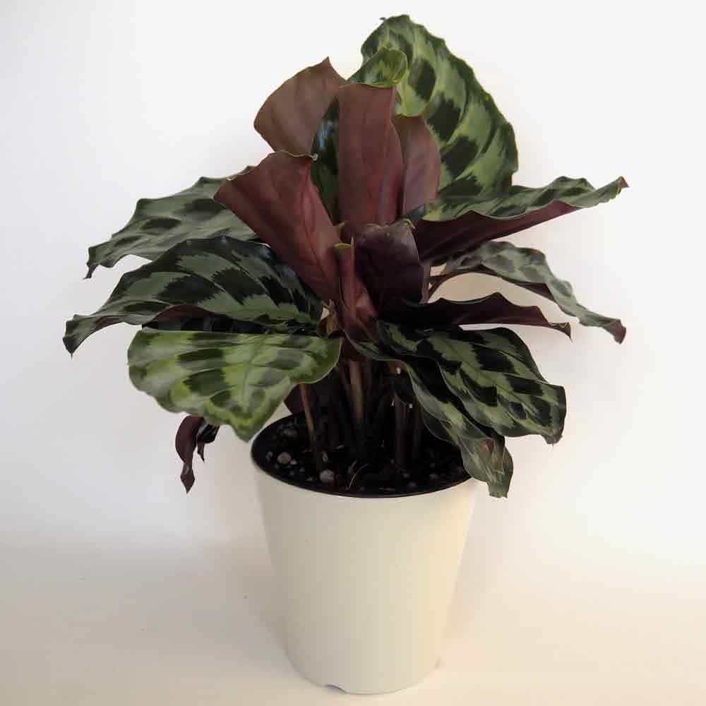 カラテア ヘレンケネディ 【観葉植物 5号／1個売り】