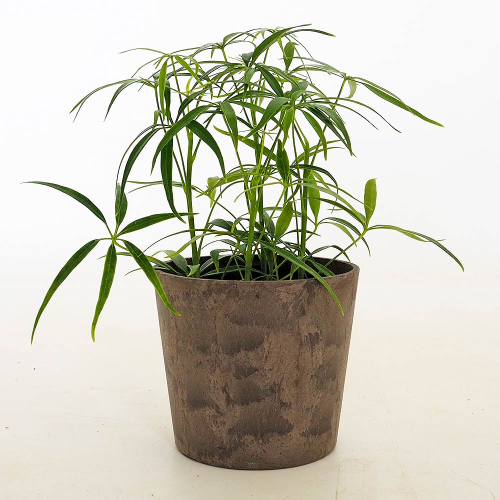 シェフレラ ルフィーナ 【観葉植物 3.5号／1個売り】