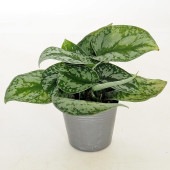 スキンダプサス トレウビー 【観葉植物 3号／1個売り】|観葉植物