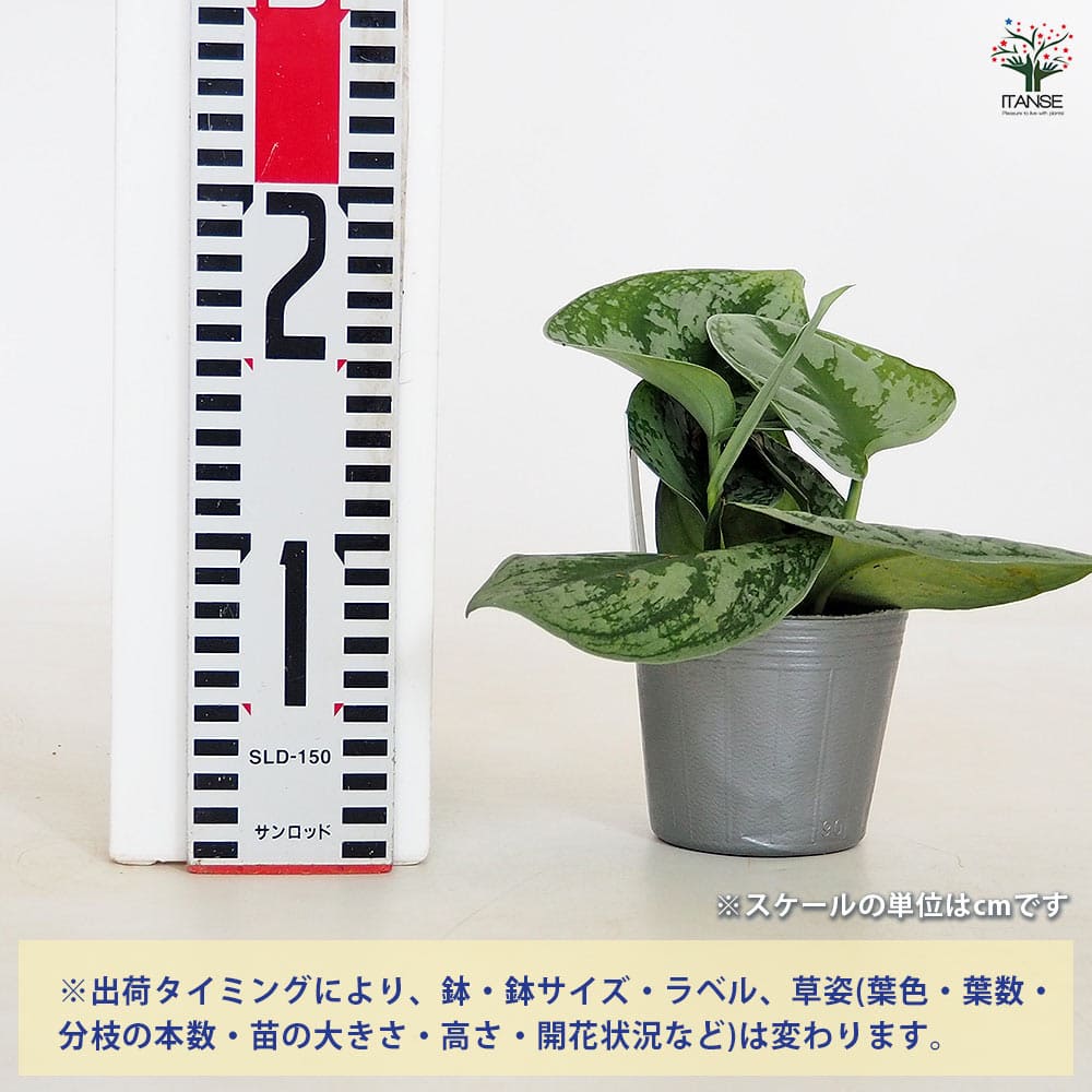 スキンダプサス トレビー　観葉植物 PLANCHU 観葉植物 スキンダプサス トレビー 4号吊り鉢 育て方説明書