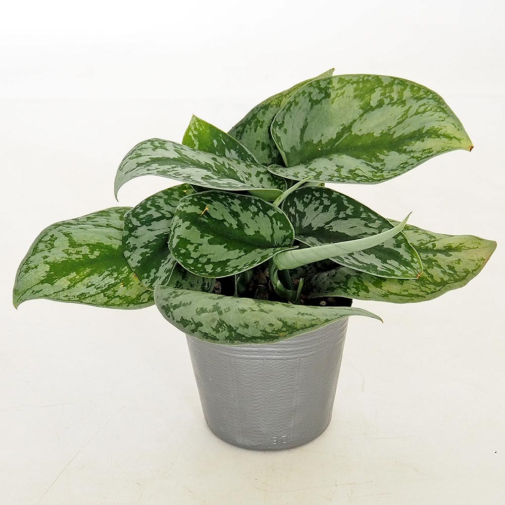 スキンダプサス トレウビー 【観葉植物 3号／1個売り】｜ 【植物の 