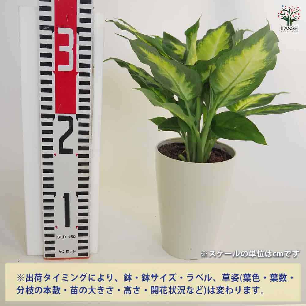 キィタღ(cocominamianoa) ディフェンバキア カミーラ 【観葉植物 4号／1個売り】｜ 【植物の
