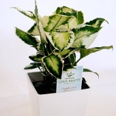 ディフェンバキア クールビューティー 【観葉植物 5号／1個売り】|観葉植物