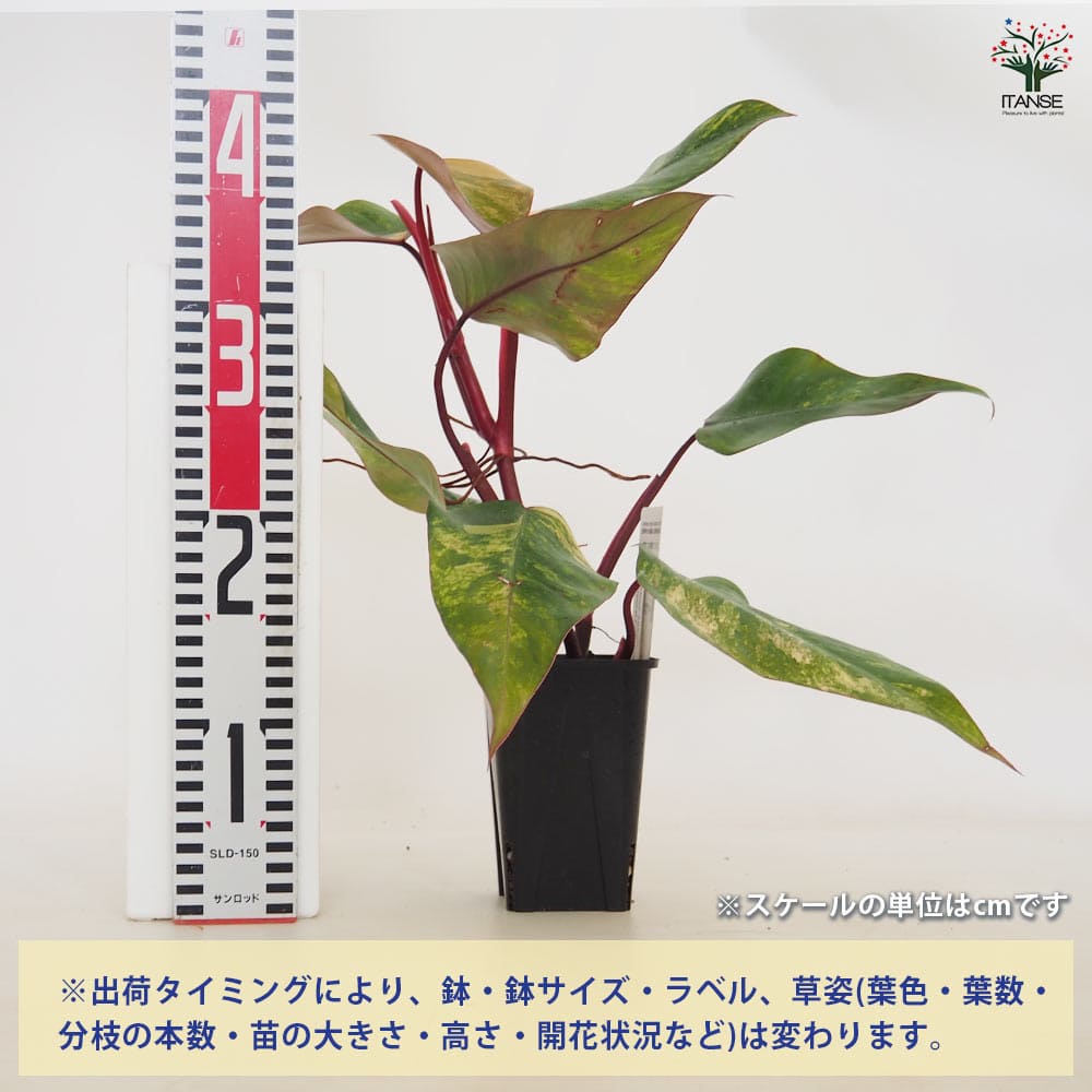 フィロデンドロン ストロベリーシェイク 【観葉植物 3.5号／1個売り