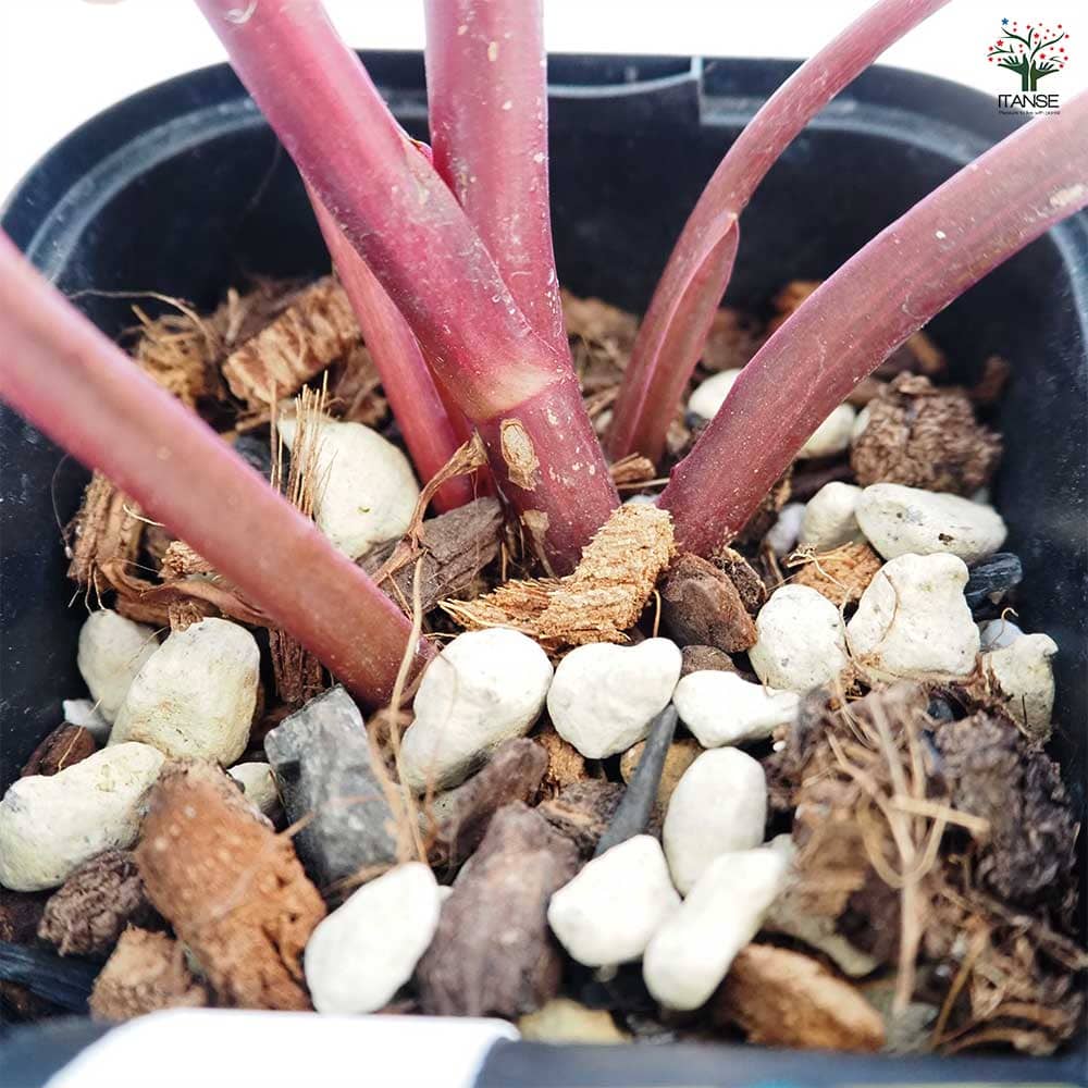 フィロデンドロン ストロベリーシェイク 【観葉植物 3.5号／1個売り