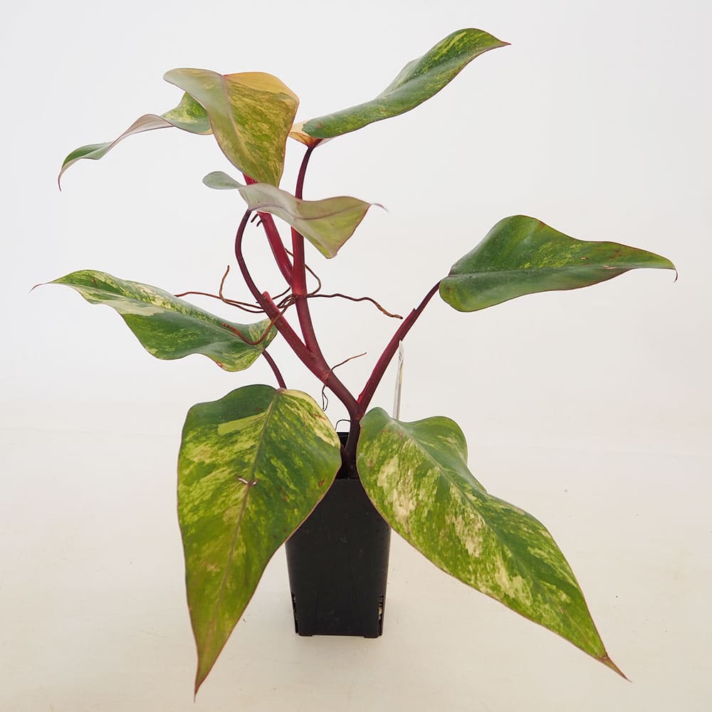 フィロデンドロン ストロベリーシェイク 【観葉植物 3.5号／1個売り