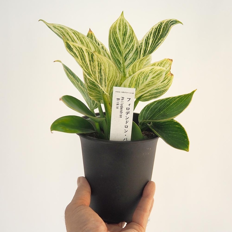 フィロデンドロン｜【植物のITANSE】全品送料無料・即出荷!