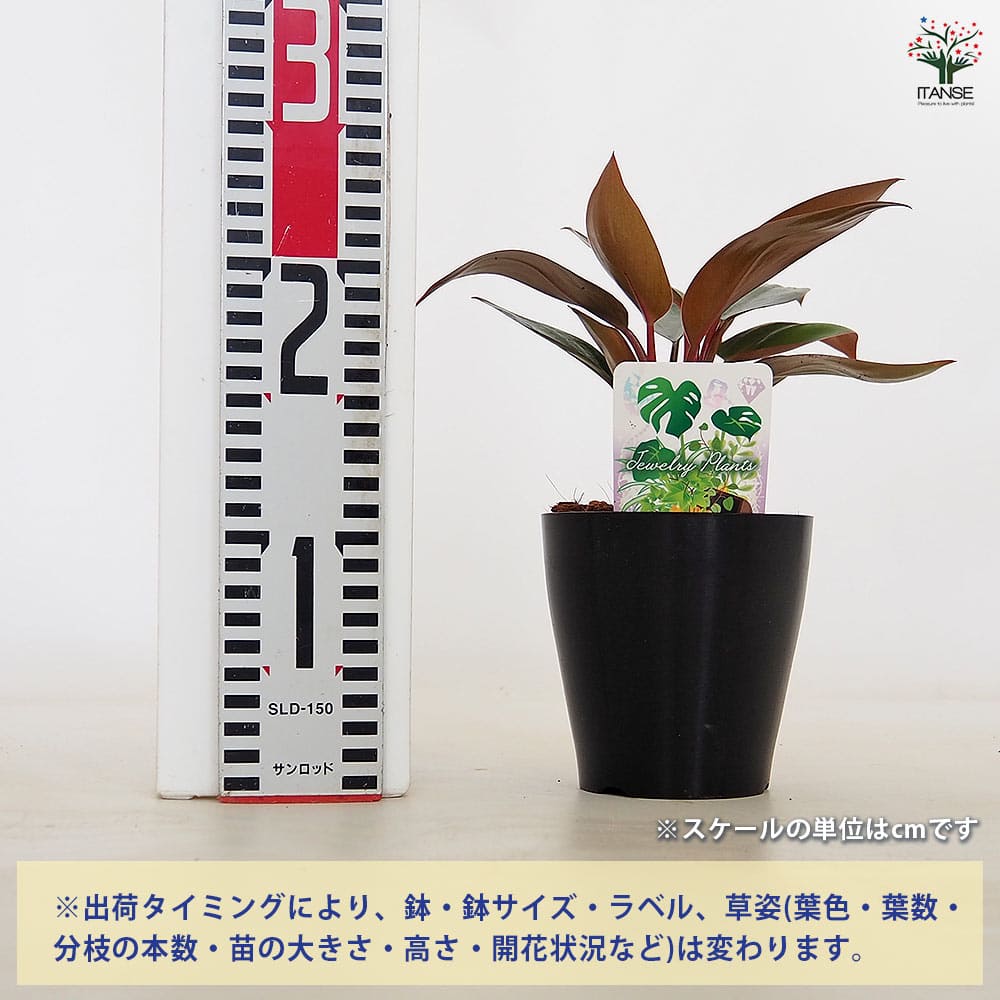 フィロデンドロン ブラックカーディナル 【観葉植物 4号／1個売り
