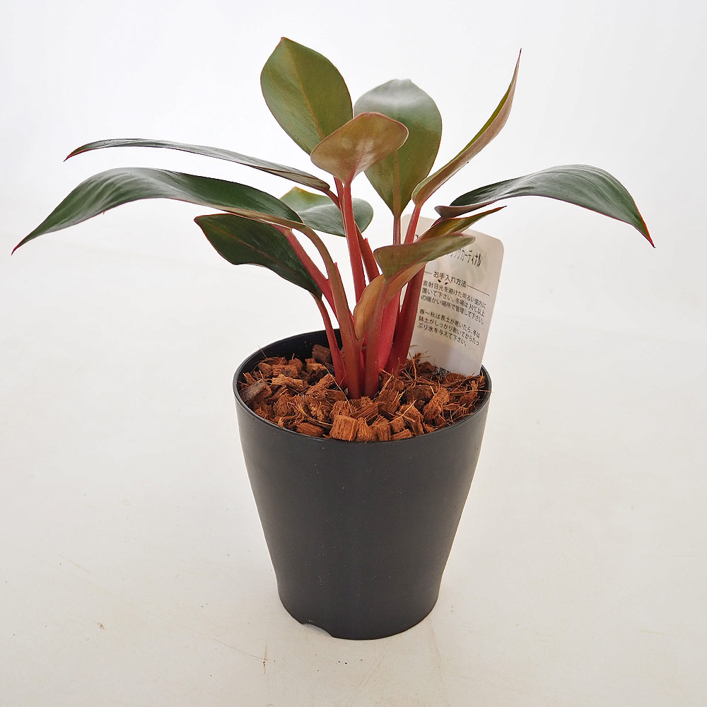 フィロデンドロン ブラックカーディナル 【観葉植物 4号／1個売り