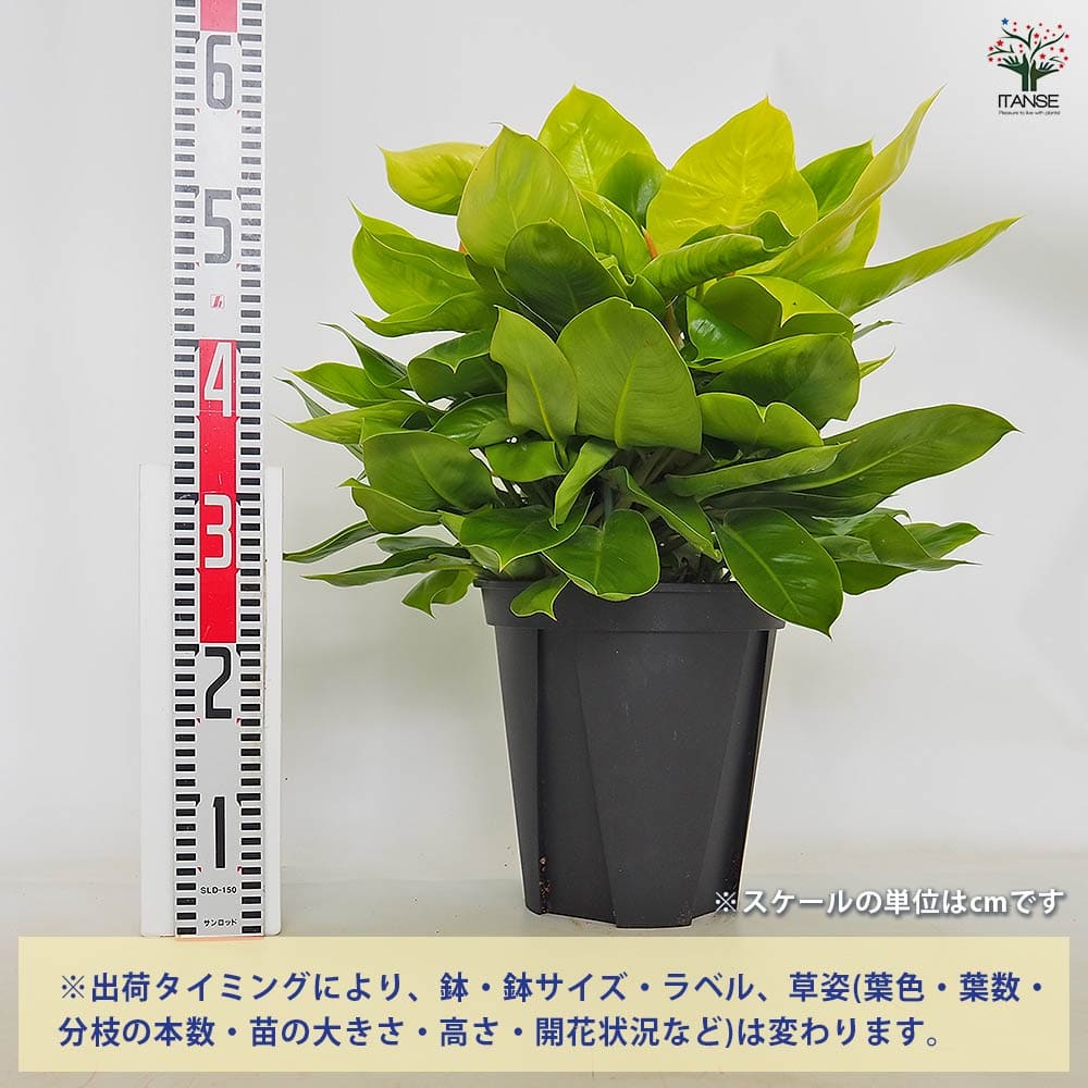 フィロデンドロン ムーンライト 【観葉植物 8号／1個売り】｜ 【植物の