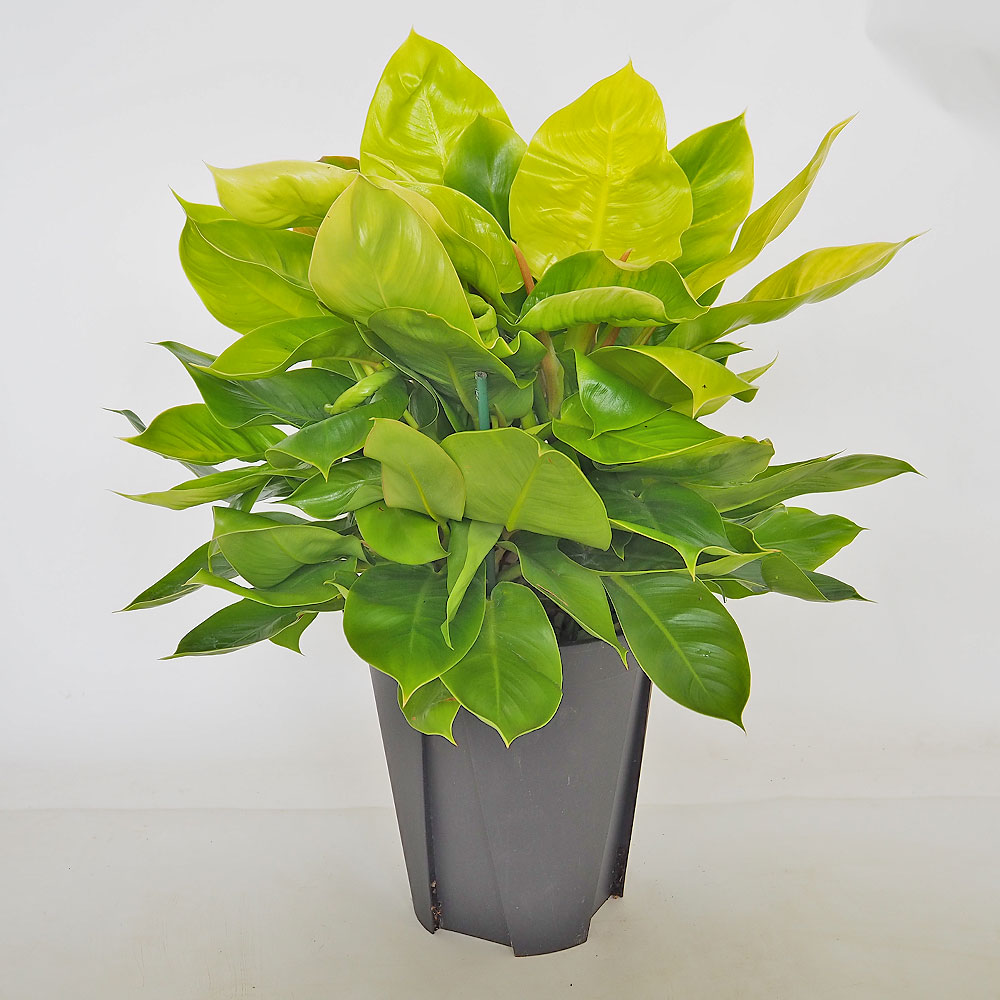 フィロデンドロン ムーンライト 【観葉植物 8号／1個売り】