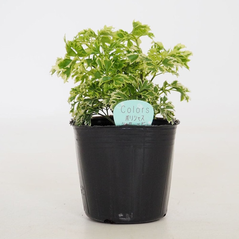 ガステリア エクセルサ 【多肉植物 2.5号／1個売り】｜ 【植物の