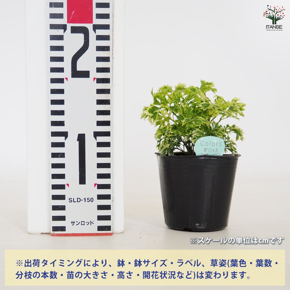 ポリシャス シュガーベビー 【観葉植物 3号】｜ 【植物のITANSE
