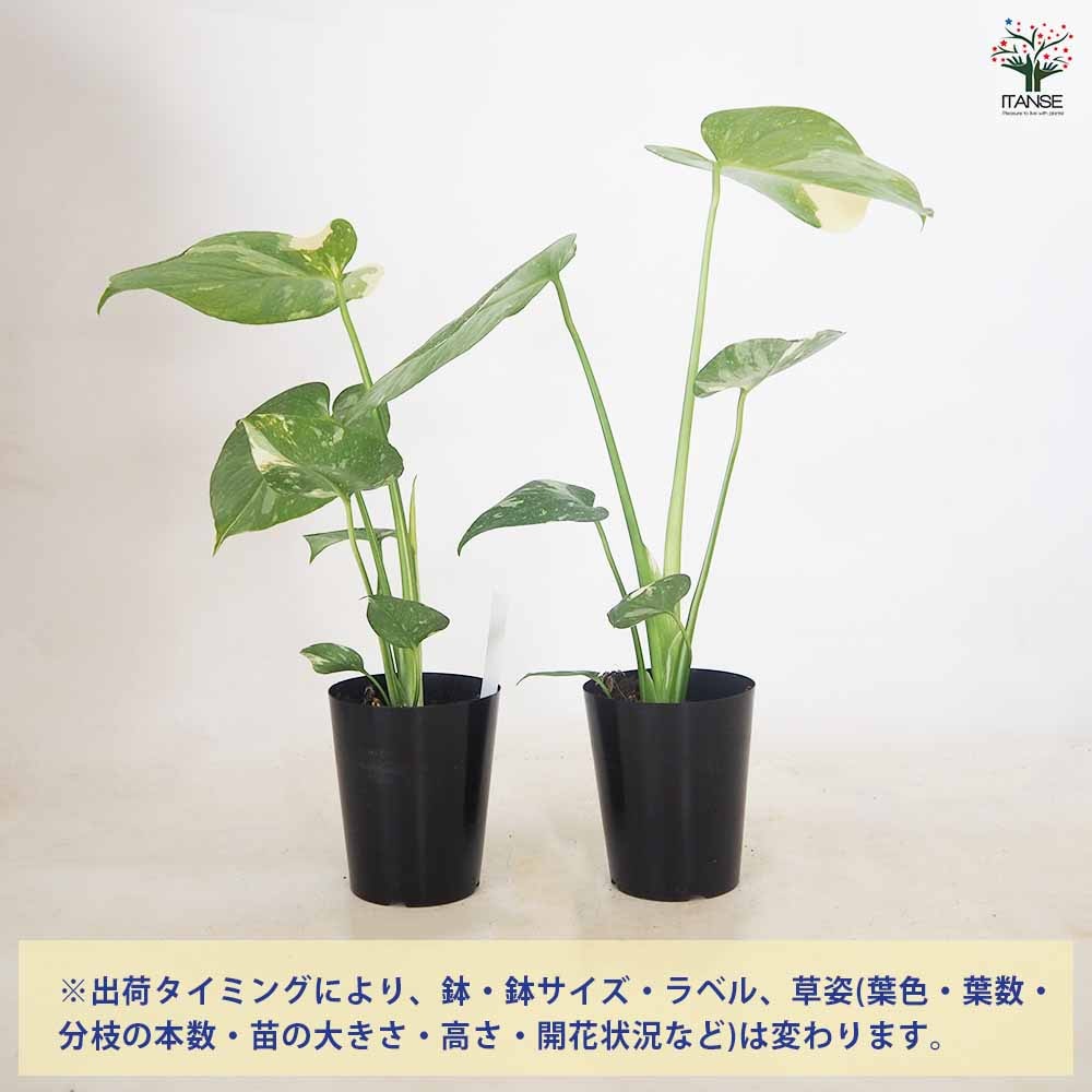 モンステラ タイコンステレーション 【観葉植物 3～4号／1個売り