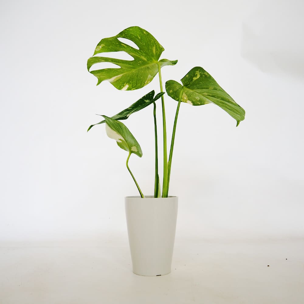モンステラ タイコンステレーション 【観葉植物 4号／1個売り】