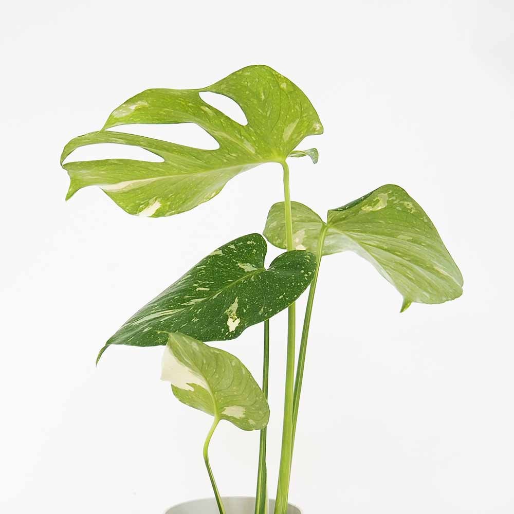 モンステラ タイコンステレーション 【観葉植物 3～4号／1個売り】