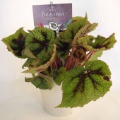 根茎性ベゴニア マソニアナ 【観葉植物 5号／1個売り】|観葉植物