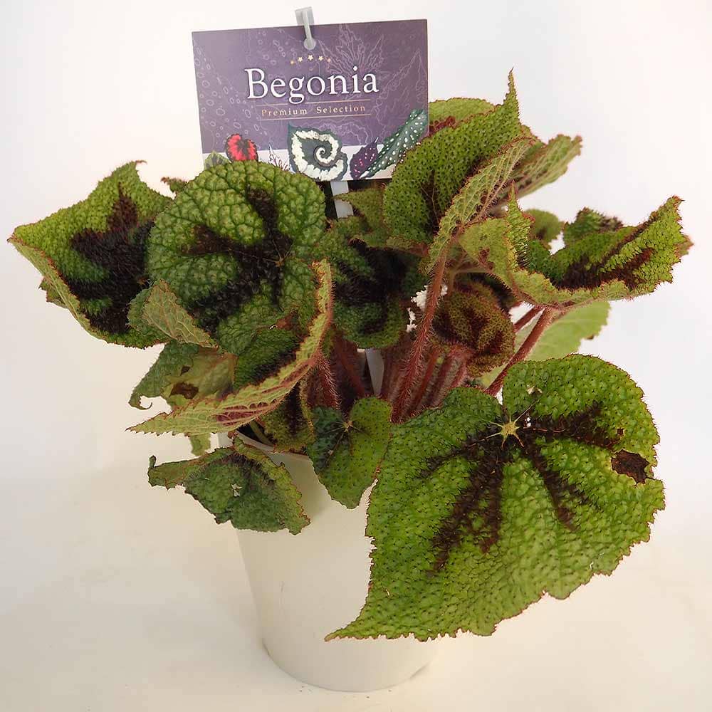 根茎性ベゴニア マソニアナ 【観葉植物 5号／1個売り】