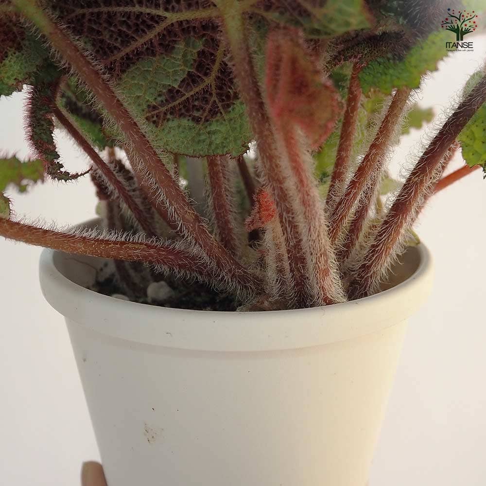 根茎性ベゴニア マソニアナ 【観葉植物 5号／1個売り】｜ 【植物の