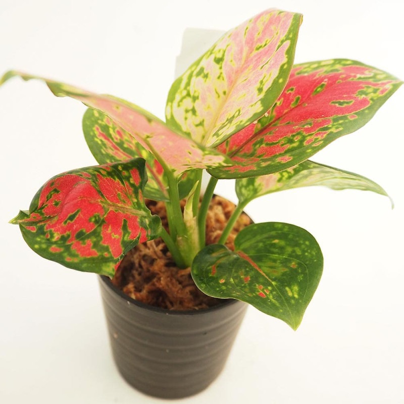 パキポディウム グラキリス 【多肉植物 2号鉢】｜ 【植物の