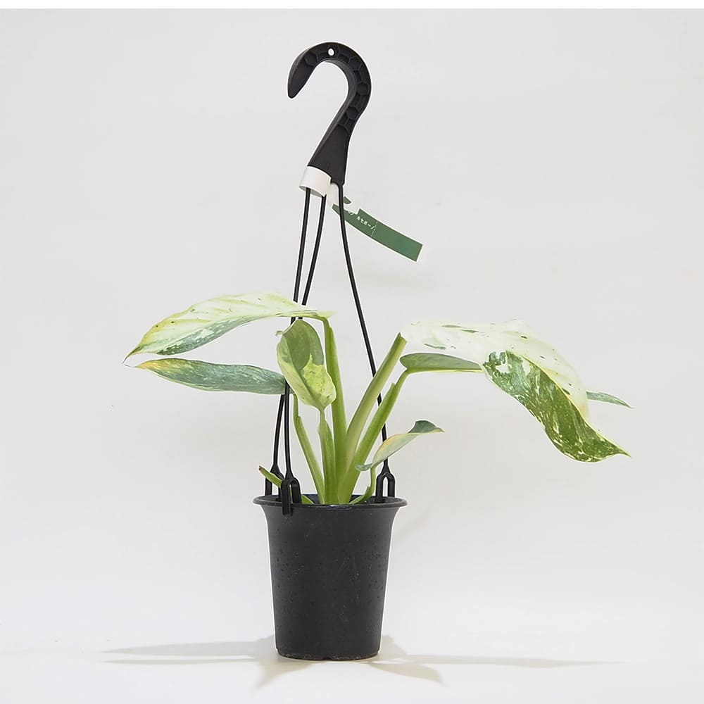 フィロデンドロン ホセボーノ吊り 【観葉植物 3.5号】