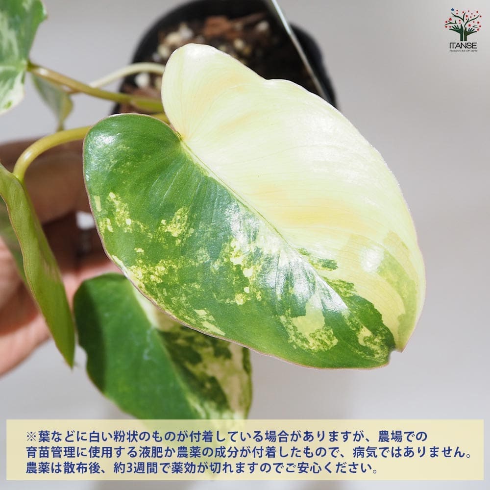 フィロデンドロン バールマルクス バリエガ 【観葉植物 3.5号