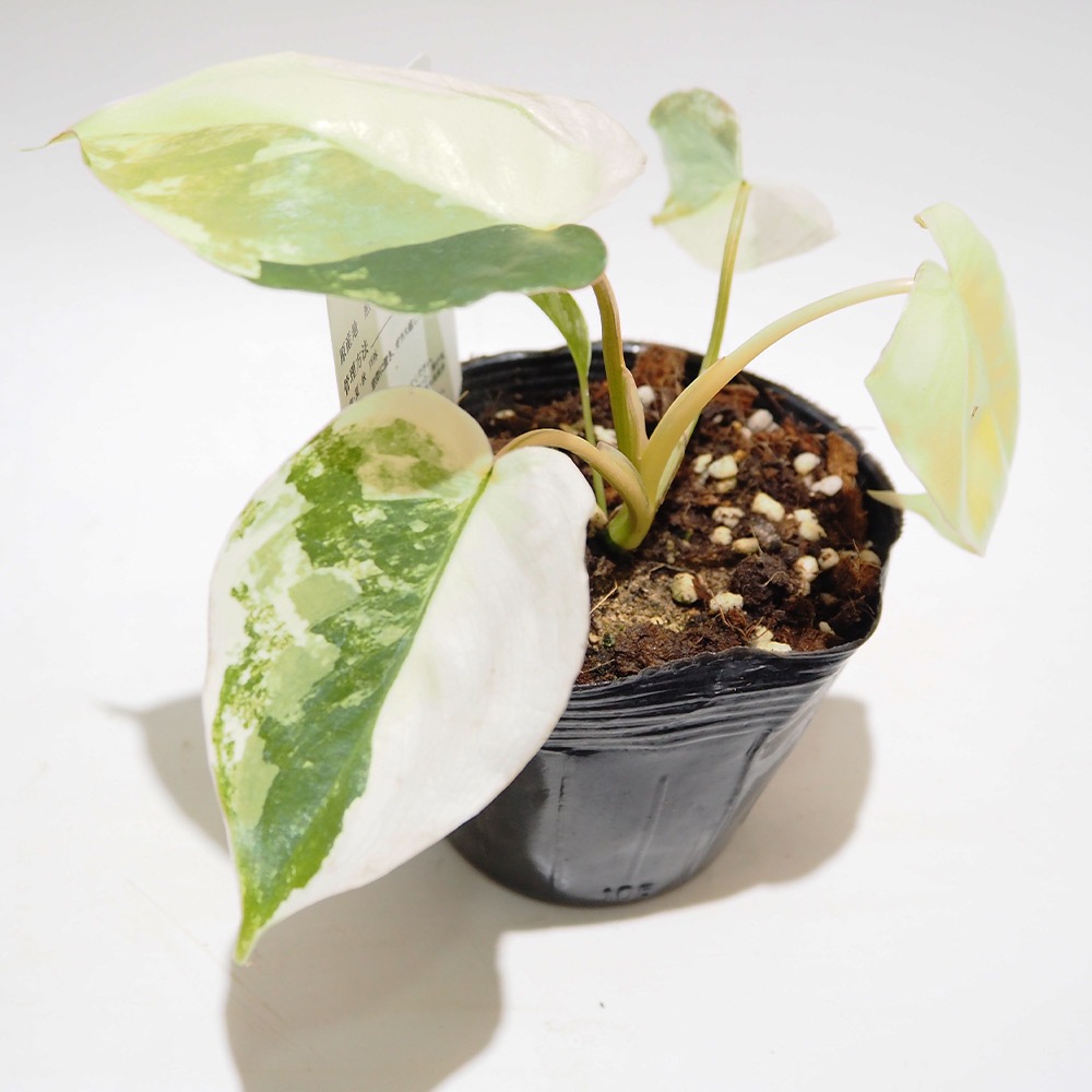 【現品・鉢まま出荷】斑が綺麗　フィロデンドロン　バールマルクスバリエガータ 現品・鉢まま出荷】斑が綺麗 フィロデンドロン バールマルクス