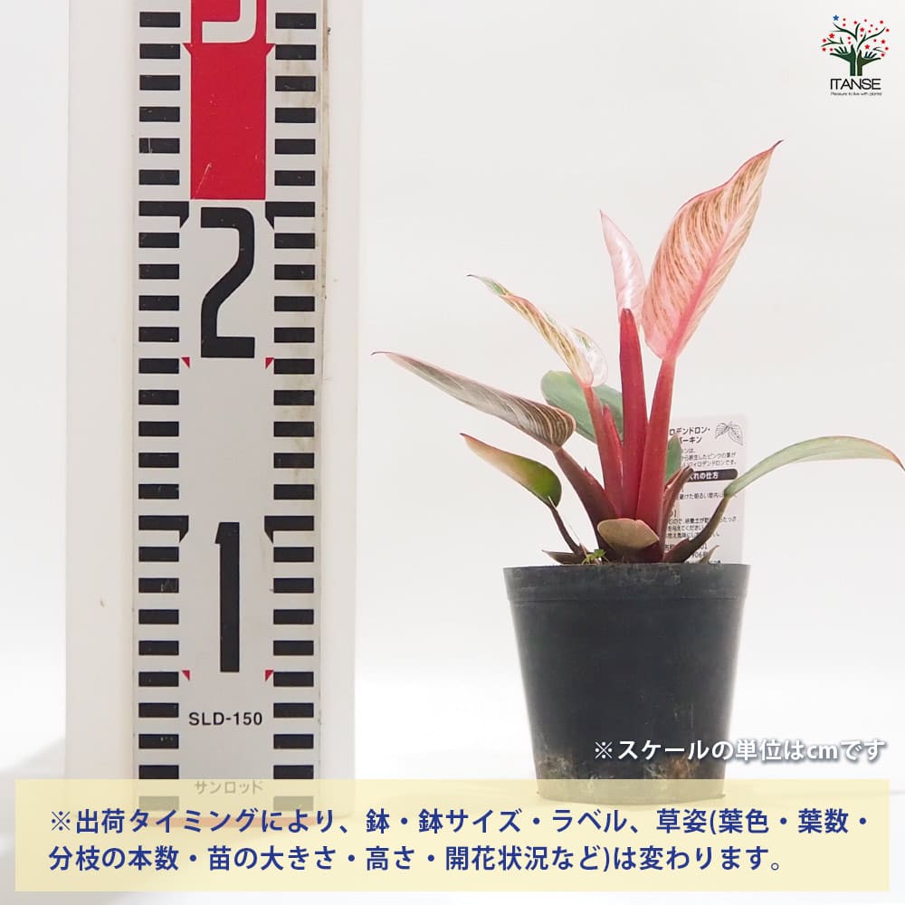 フィロデンドロン ピンクバーキン 【観葉植物 3号】｜ 【植物の