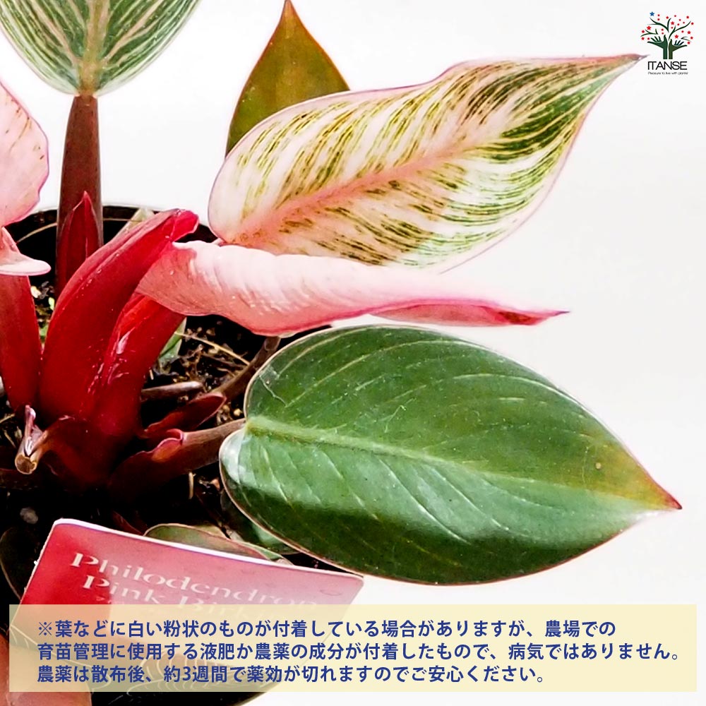 フィロデンドロン ピンクバーキン 【観葉植物 3号】｜ 【植物の