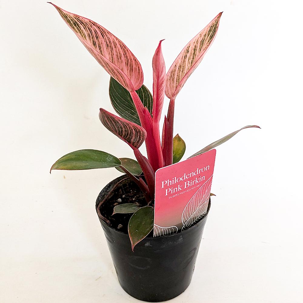 フィロデンドロン ピンクバーキン 【観葉植物 3号】