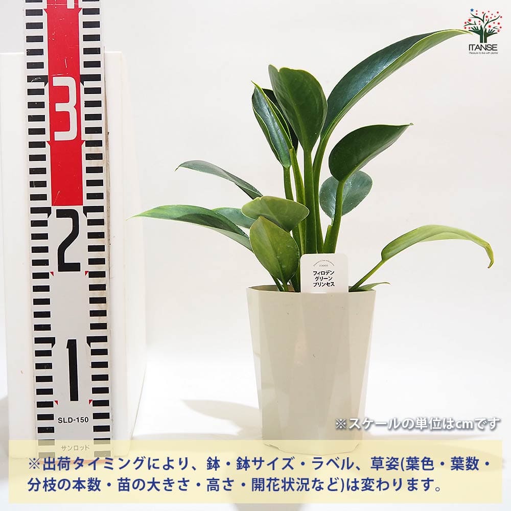 フィロデンドロン グリーンプリンセス 【観葉植物 4号】｜ 【植物の