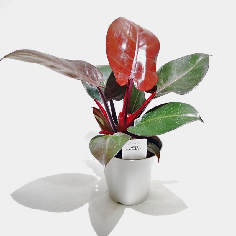 フィロデンドロン｜【植物のITANSE】全品送料無料・即出荷!