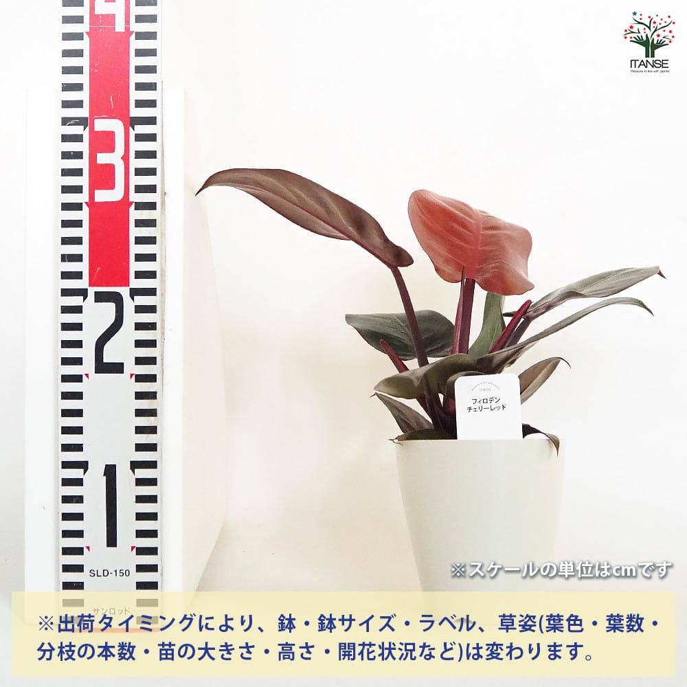 フィロデンドロン チェリーレッド 【観葉植物 4号】｜ 【植物の