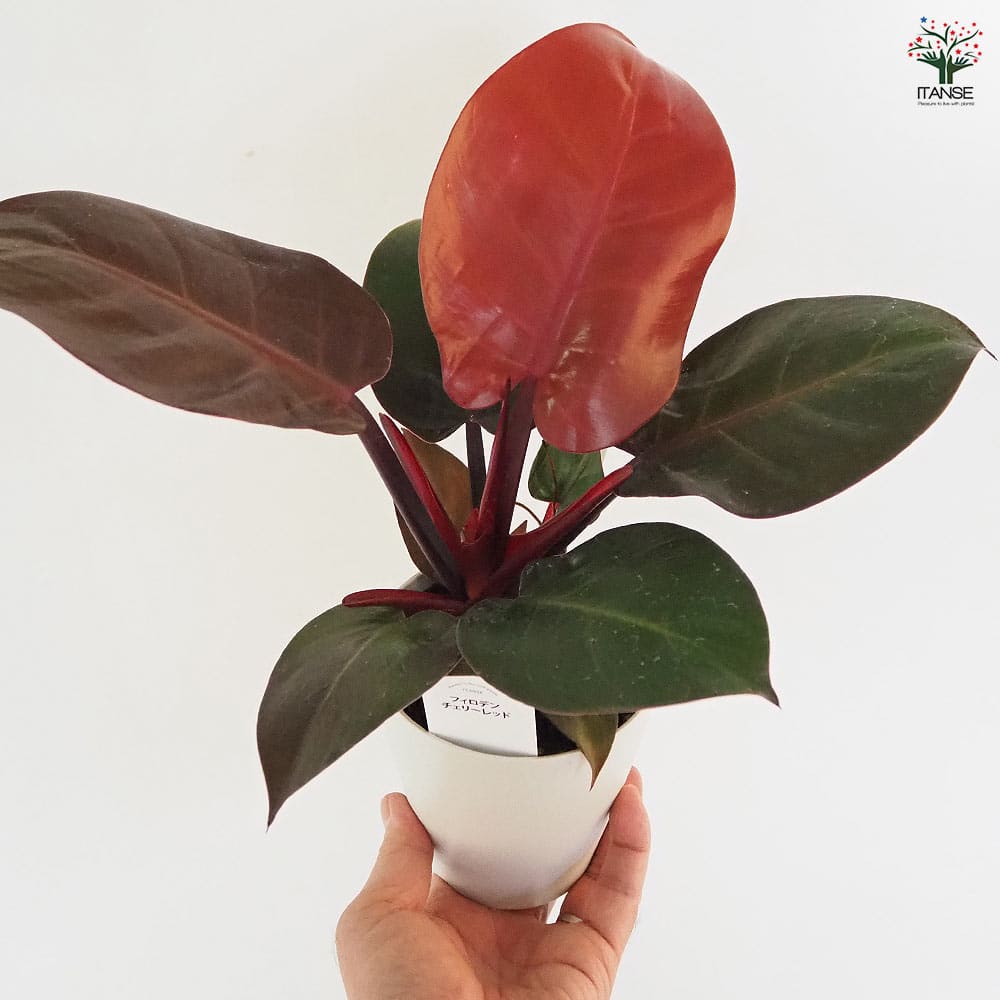 フィロデンドロン チェリーレッド 【観葉植物 4号】｜ 【植物の
