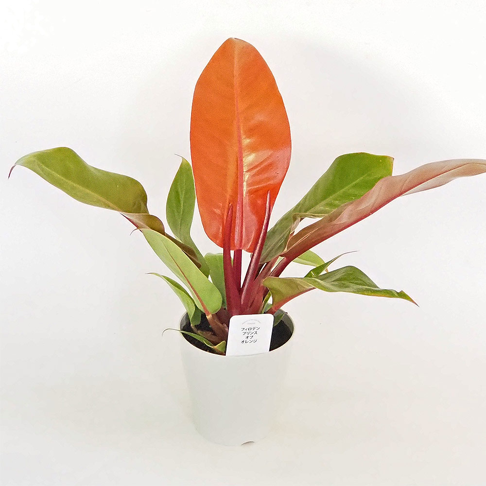 フィロデンドロン プリンスオブオレンジ 【観葉植物 4号】